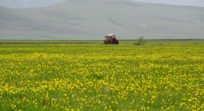 Ardahan ovası sarıya boyandı